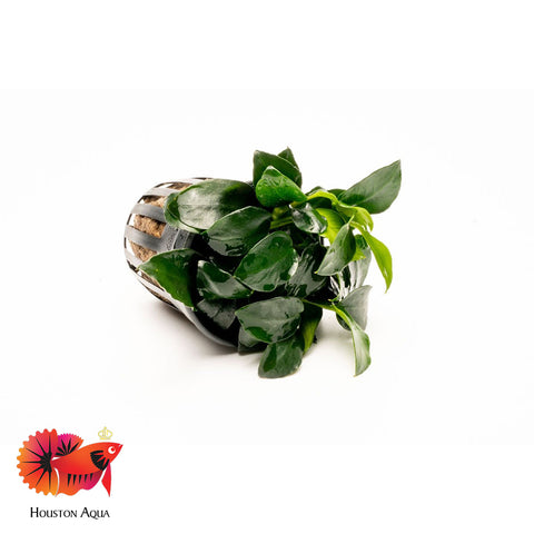 Anubias Barteri Petite Round