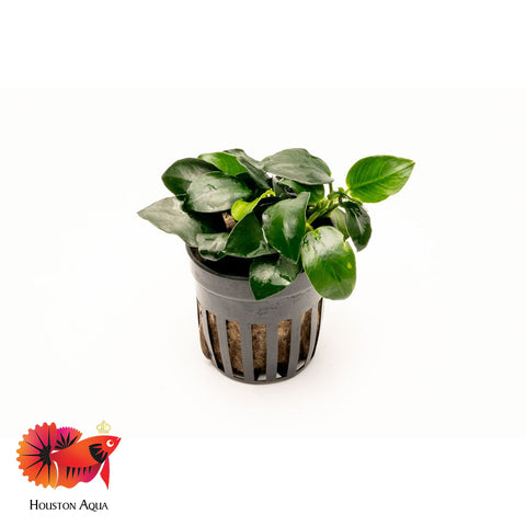 Anubias Barteri Petite Round