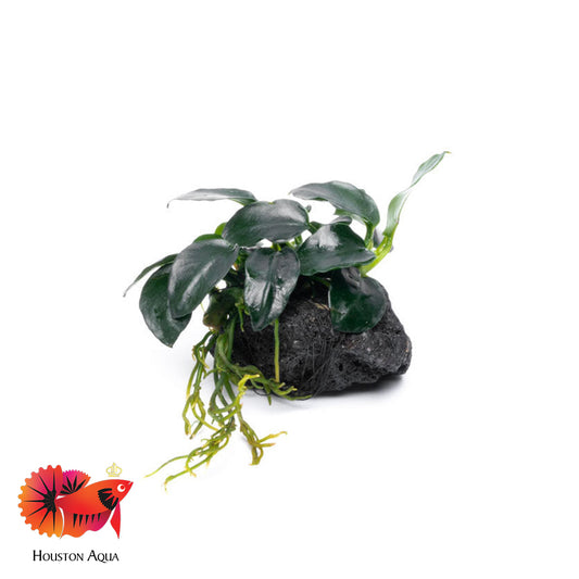 Anubias Barteri Petite Round on Lava Stone