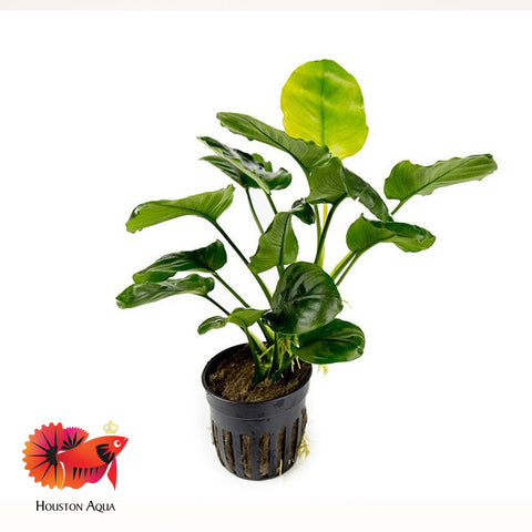 Anubias Barteri Round 'Golden Coin'