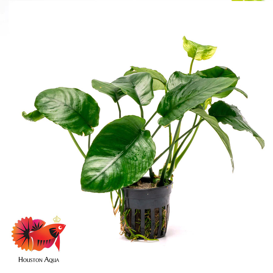 Anubias Barteri 'Wrinkle Leaf' – Houston Aqua