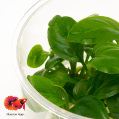 Anubias Heterophylla