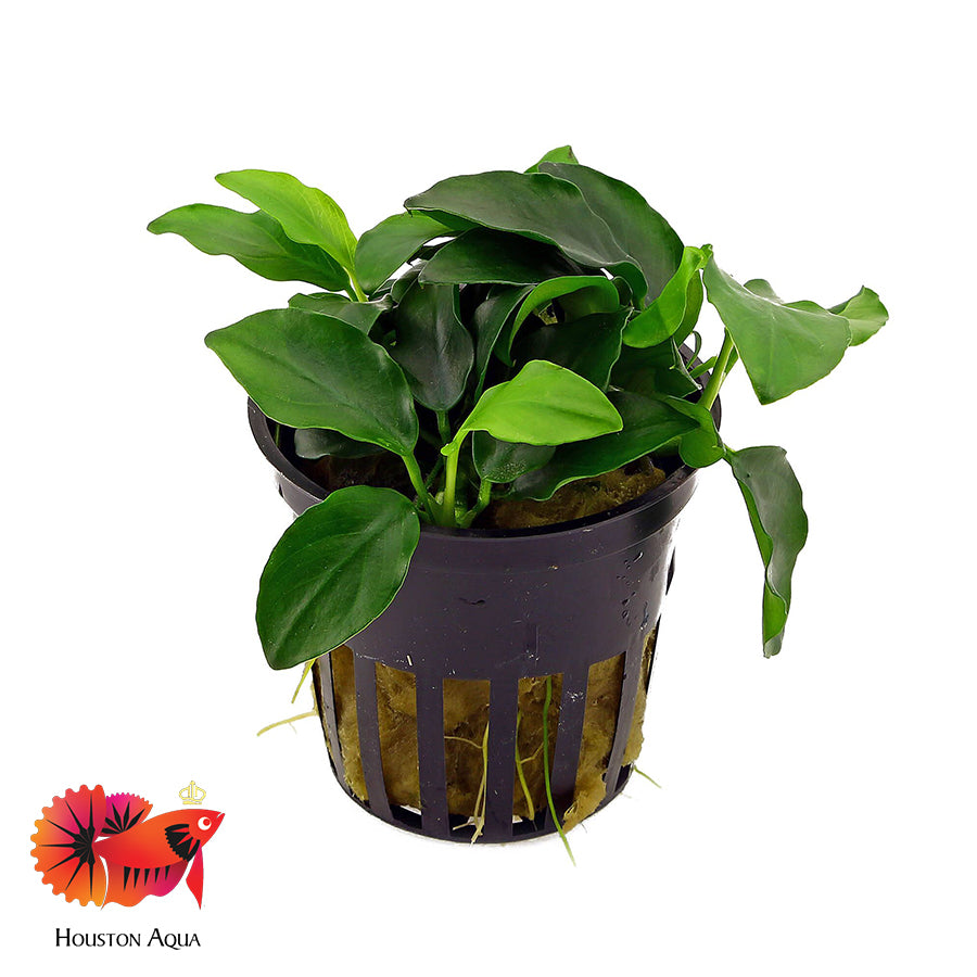 anubias bonsai tree Anubias Nana Bonsai – Houston Aqua