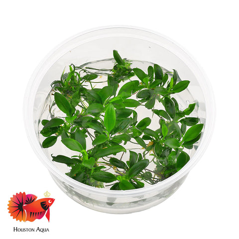 anubias bonsai tree Anubias Nana Bonsai – Houston Aqua
