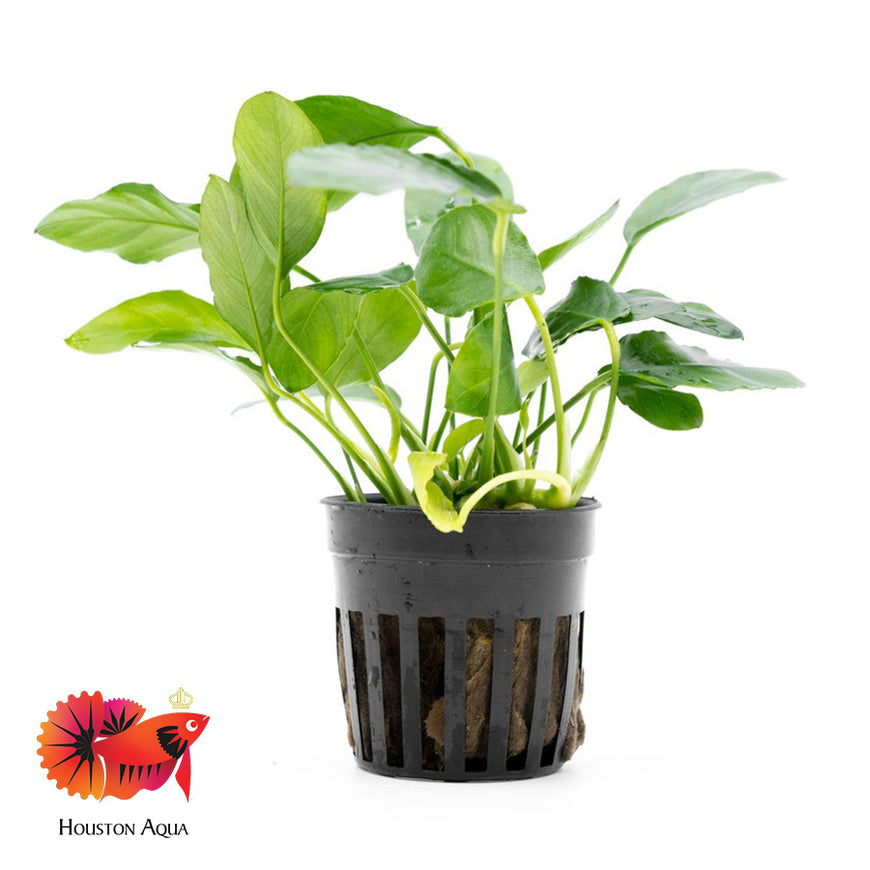 Freshwater Aquatic Plant Ship All USA - Houston Aqua – Page 2