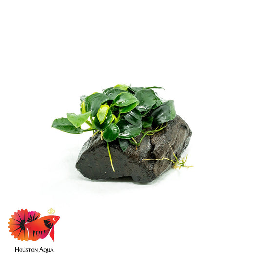 Anubias Nana Petite on Lava Stone