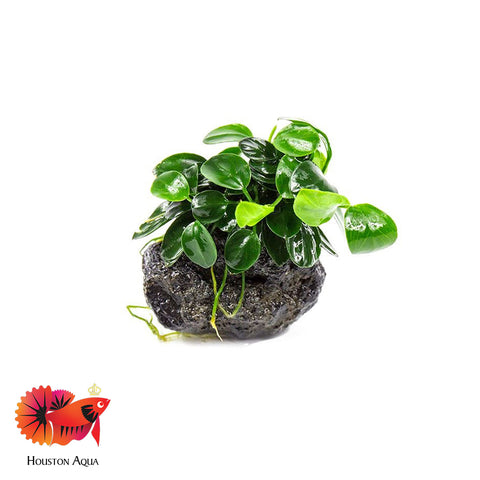 Anubias Nana Petite on Wood