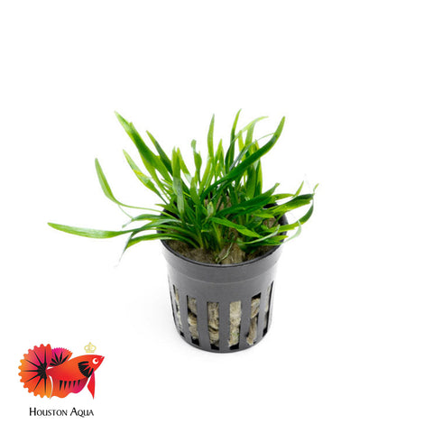 Cryptocoryne Lucens