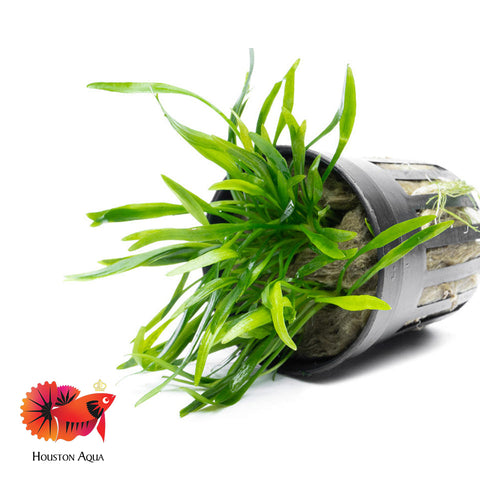 Cryptocoryne Lucens