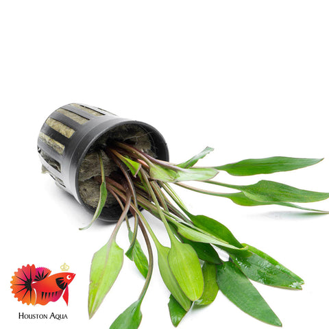Cryptocoryne Lutea