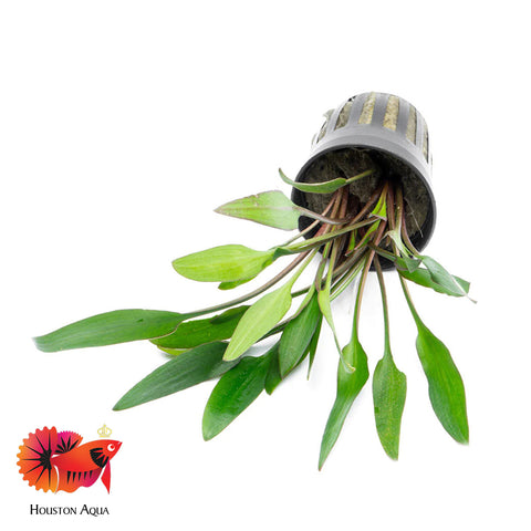 Cryptocoryne Lutea