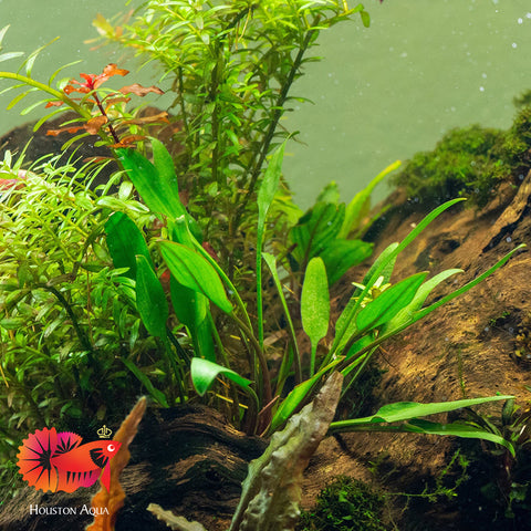 Cryptocoryne Lutea