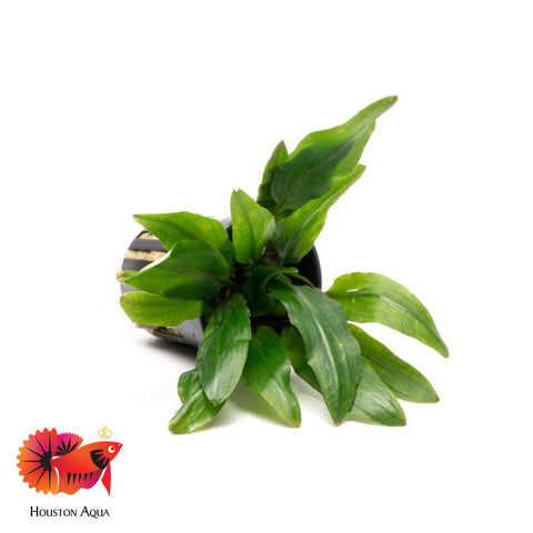 Cryptocoryne Petchii