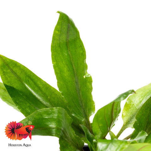 Cryptocoryne Petchii