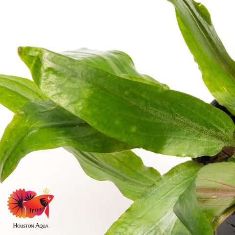 Cryptocoryne Petchii