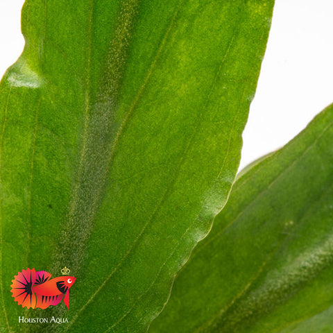 Cryptocoryne Petchii