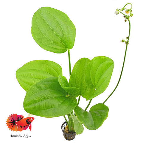 Echinodorus Cordifolius