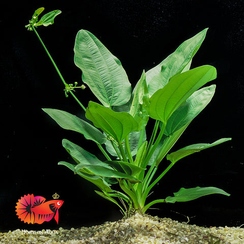 Echinodorus Cordifolius