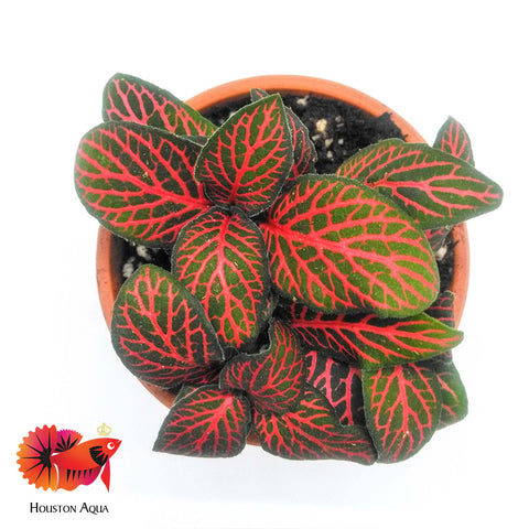 Fittonia Albivenis Red