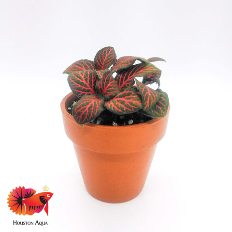 Fittonia Albivenis Red