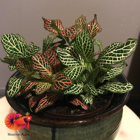 Fittonia Albivenis Red