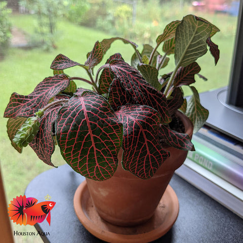 Fittonia Albivenis Red