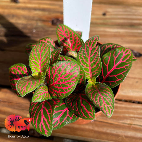 Fittonia Albivenis Red