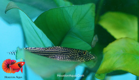 Striped Butterfly Reticulated Tiger Hillstream Loach Algae Eater