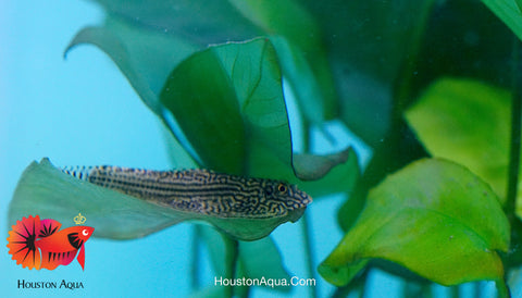 Striped Butterfly Reticulated Tiger Hillstream Loach Algae Eater