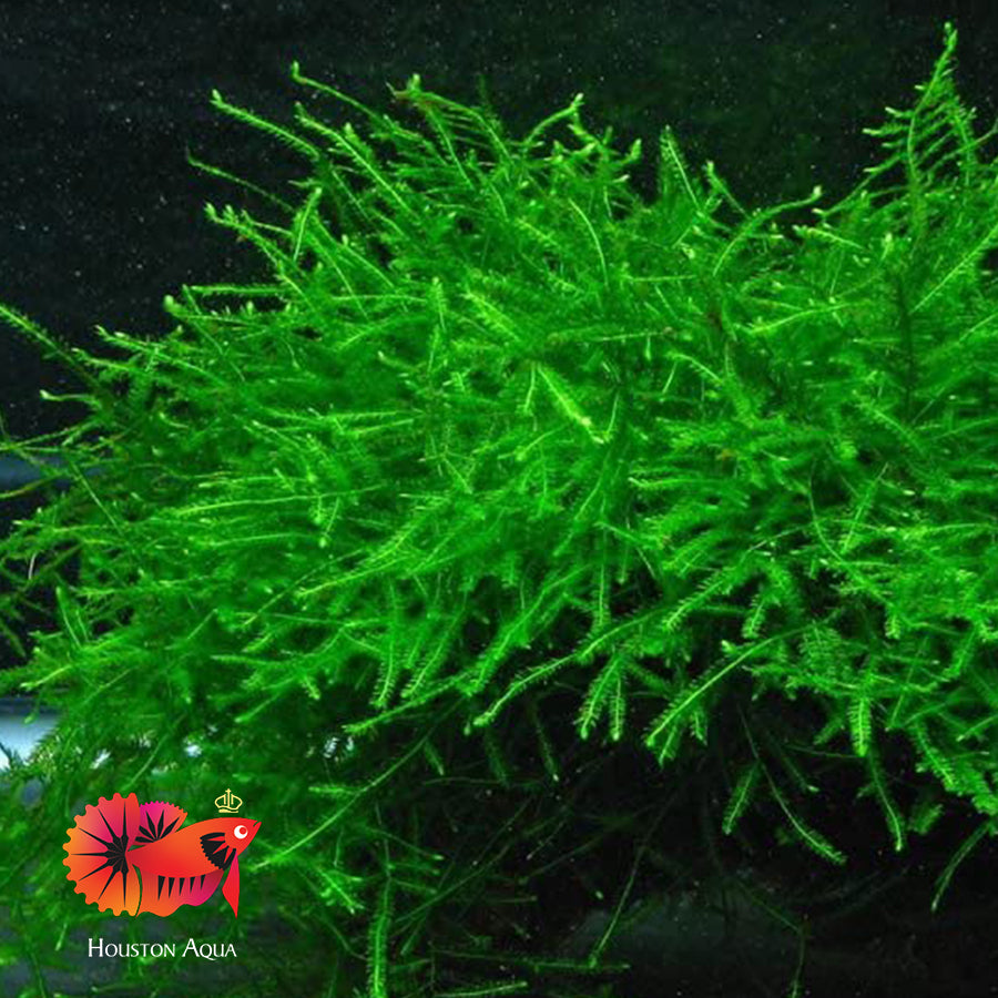 Java Moss Vesicularia Dubyana – Houston Aqua