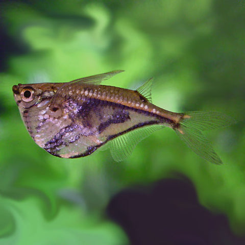 Marble Hatchet Fish