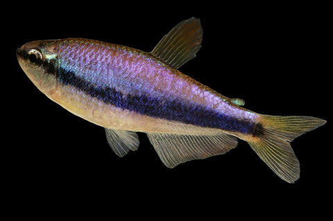 Kerri Blue Tetra