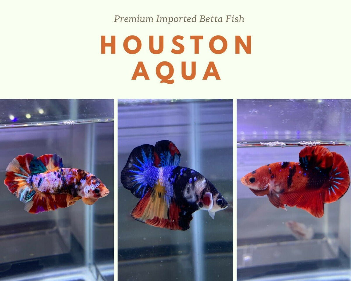 "WHOLESALE PRICE" Live Male Betta Fish Halfmoon Plakat