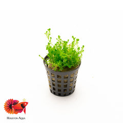 Selaginella Kraussiana Mini